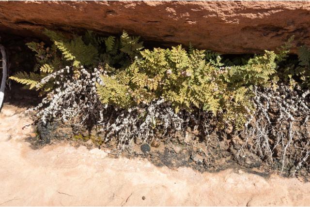 Bevallige myriopteris