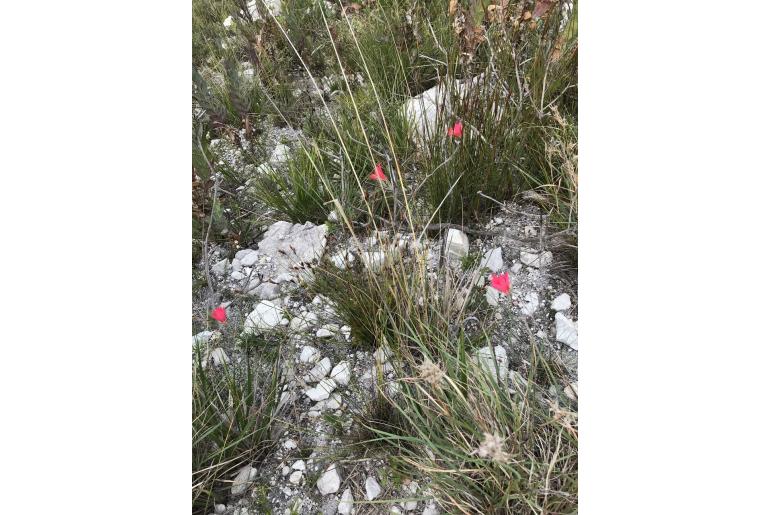 Gladiolus carmineus -5749
