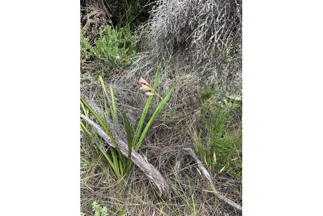 Berg Gladiolus