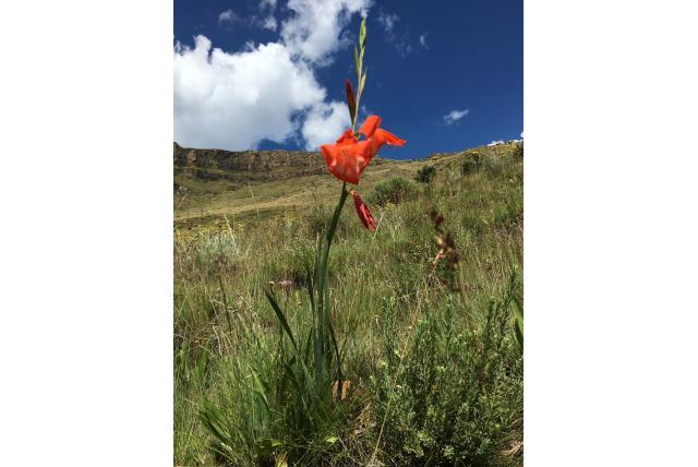Saunder's gladiolus Saunder's gladiolus