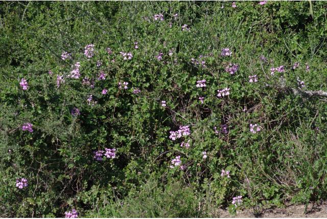 Hanggeranium