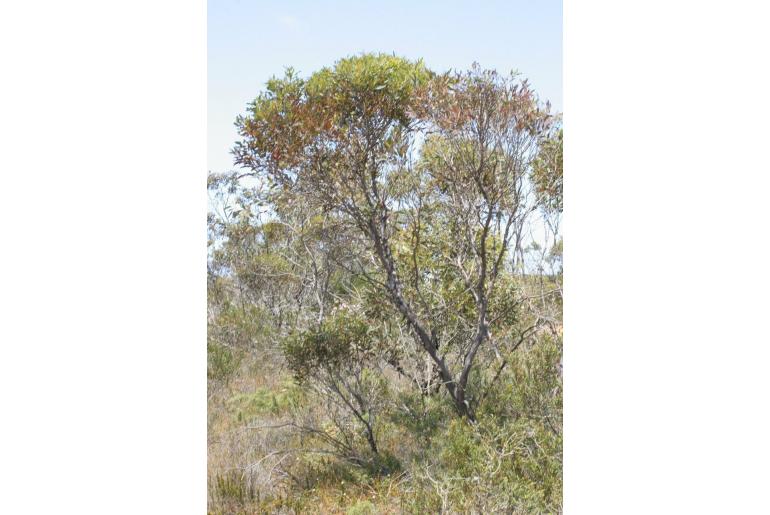 Eucalyptus varia 5756