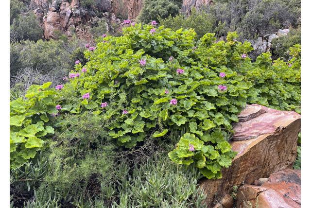 Zonale geranium