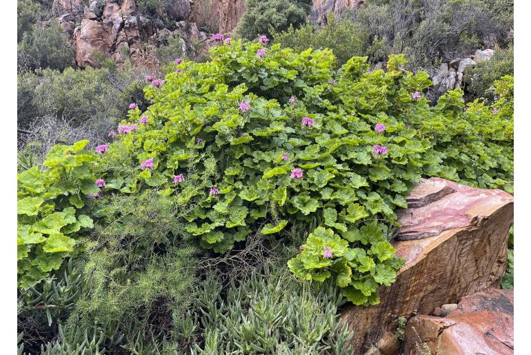 Pelargonium zonale 5757