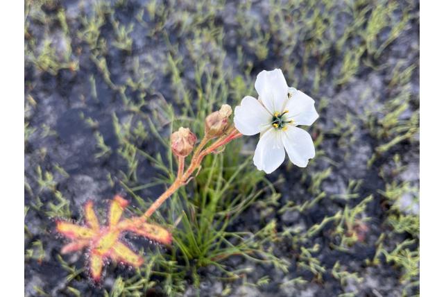 Zonnedauw met cistus-bloem
