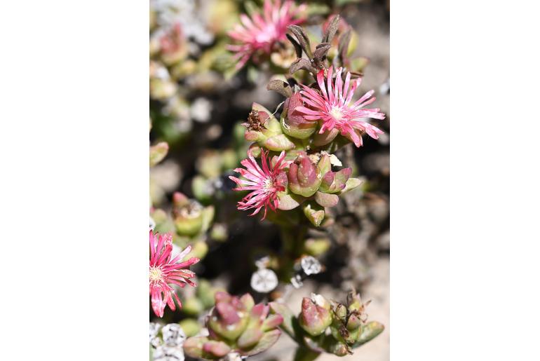 Delosperma acuminatum&nbsp;5760