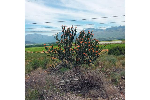 Geklede speldenkussen Geklede speldenkussen