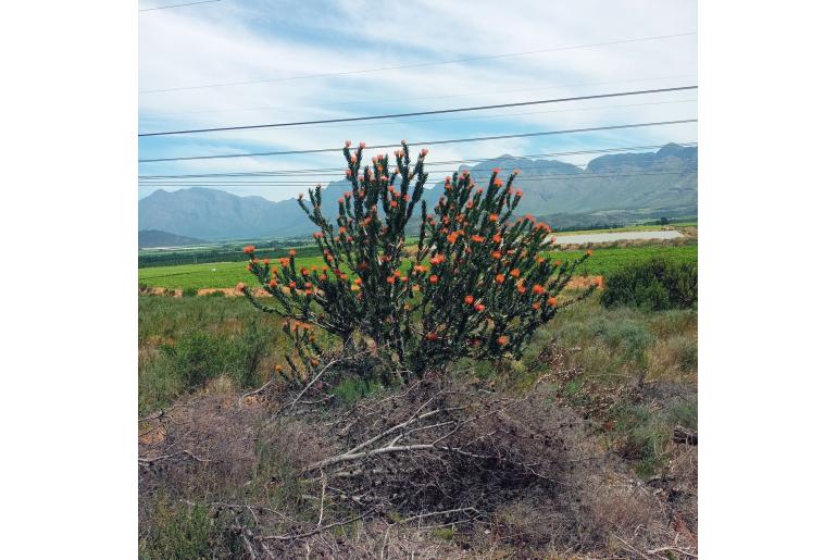 Leucospermum vestitum 5762