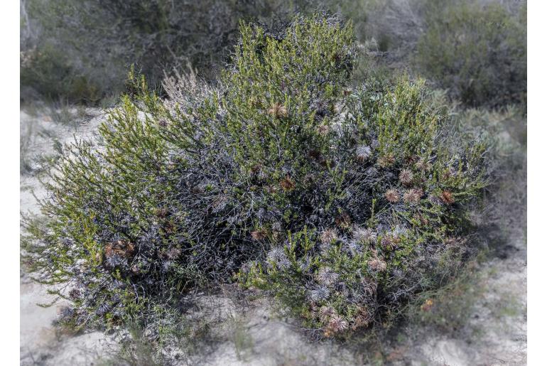 Banksia violacea -5777