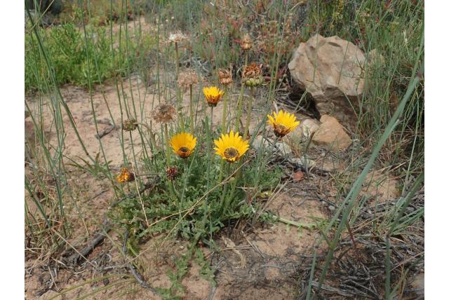 Ingesneden arctotis