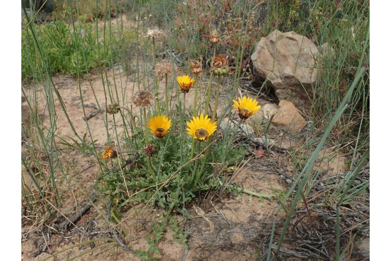 Arctotis incisa -5783