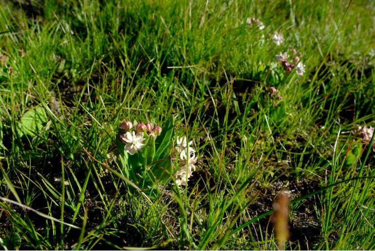 Asclepias humilis -5787
