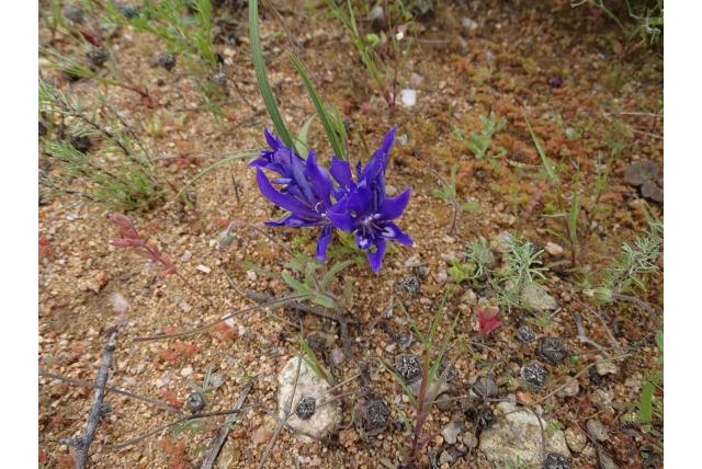 Kleine Baviaanbloem