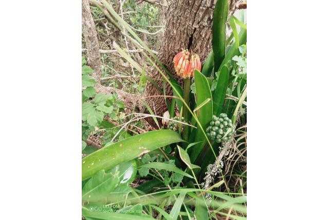 Nobele clivia