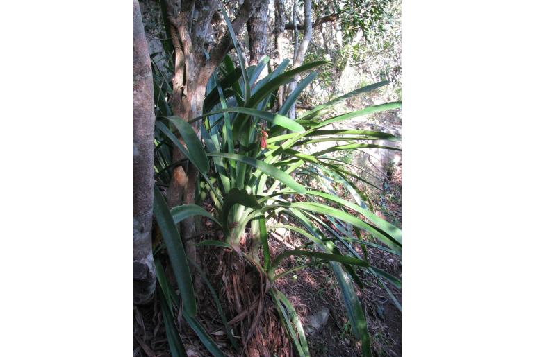 Clivia robusta -5800