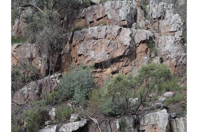 Deua Eucalyptus Deua Eucalyptus