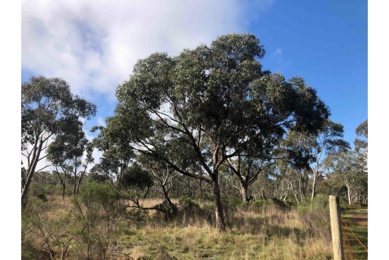 Eucalyptus yarraensis 5802