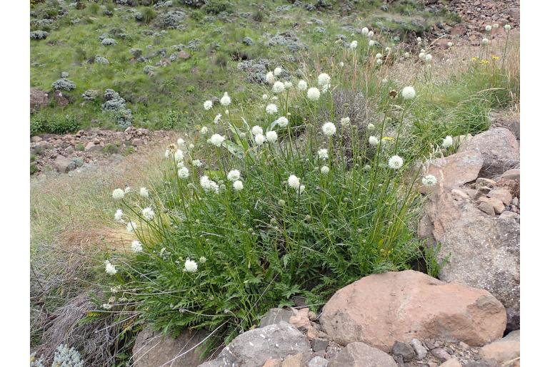 Cephalaria galpiniana -5809