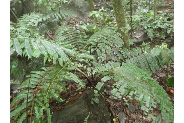 Venushaar varen