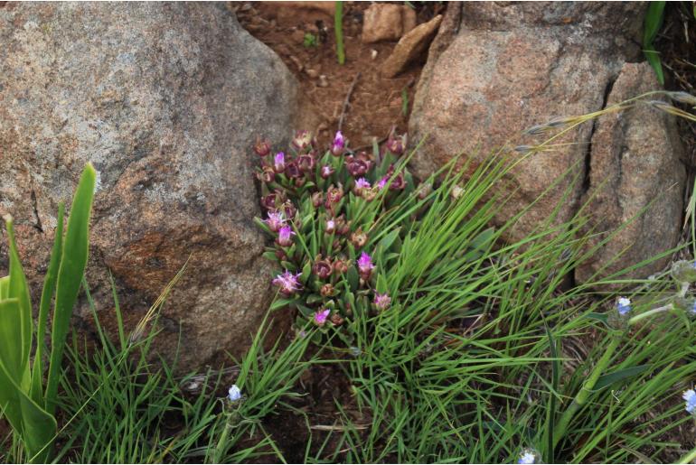 Delosperma carolinense&nbsp;5821