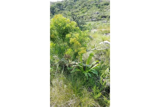 Zambesi ananasplant