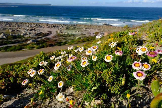 Driekleurs goudsbloemetje Driekleurs goudsbloemetje