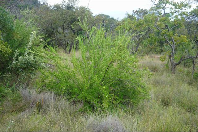 Tropische freylinia