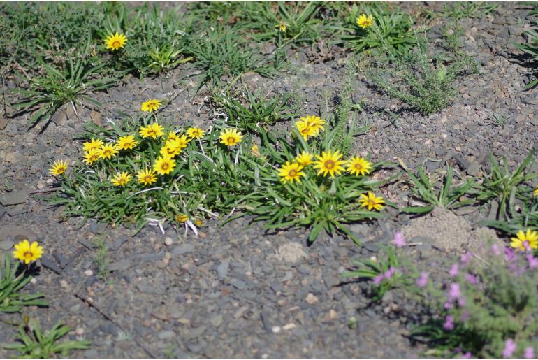 Gazania krebsiana -5829