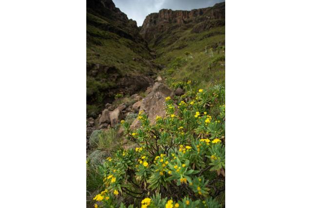 Evans' euryops
