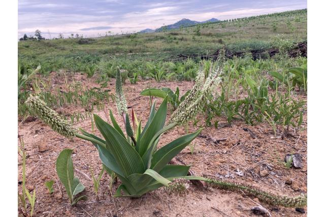 Zebra-gestreepte ledebouria Zebra-gestreepte ledebouria