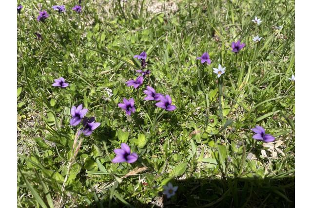 Een-tandige monopsis