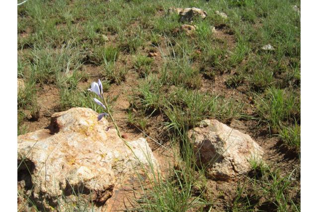 Draadachtige gladiool Draadachtige gladiool