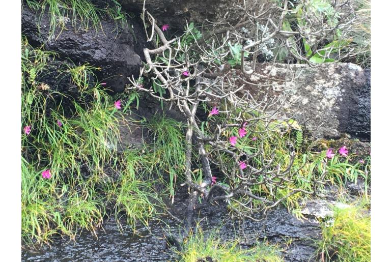 Hesperantha scopulosa 5843