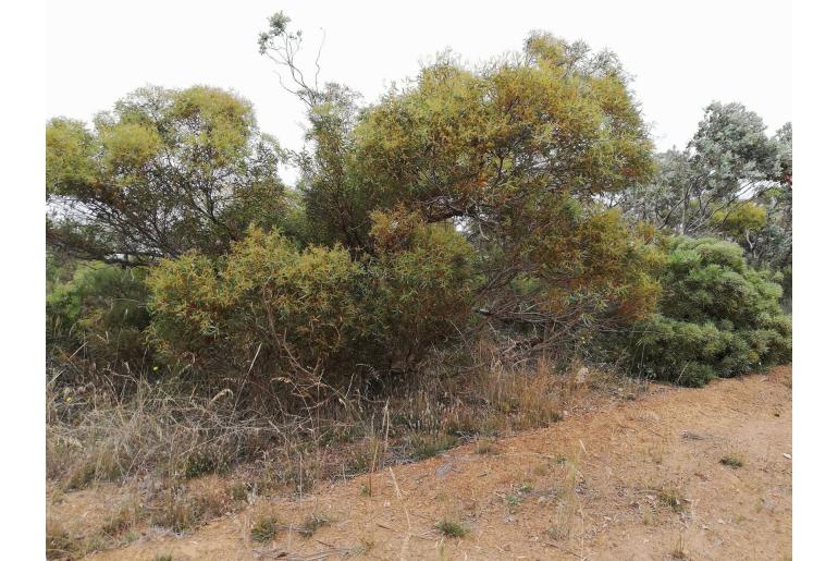 Eucalyptus pachyloma 5848