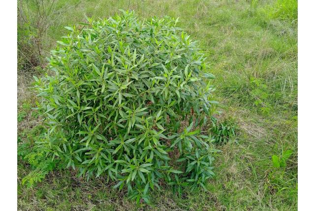 Slankbladige myoporum