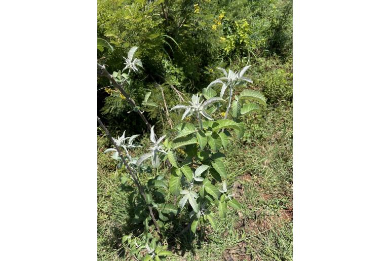 Searsia batophylla -5854