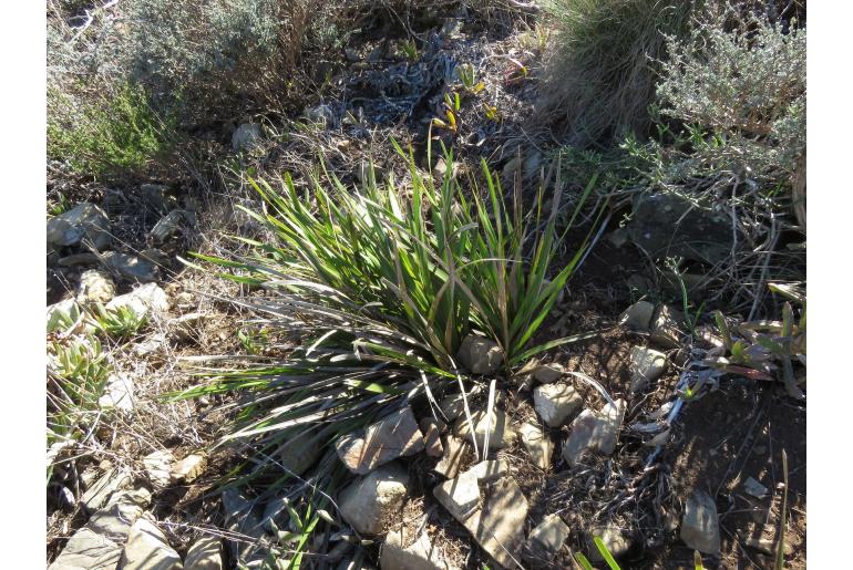 Corymbium cymosum 5866
