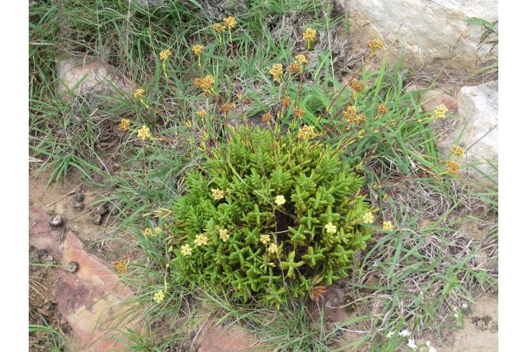 Crassula mollis -5868