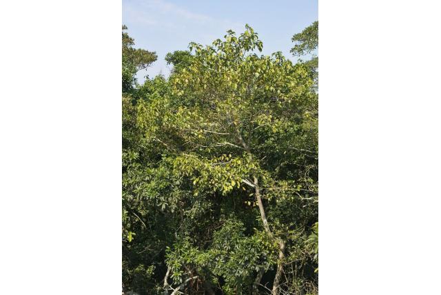 Bos croton