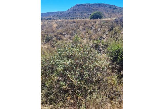 Behaarde melianthus