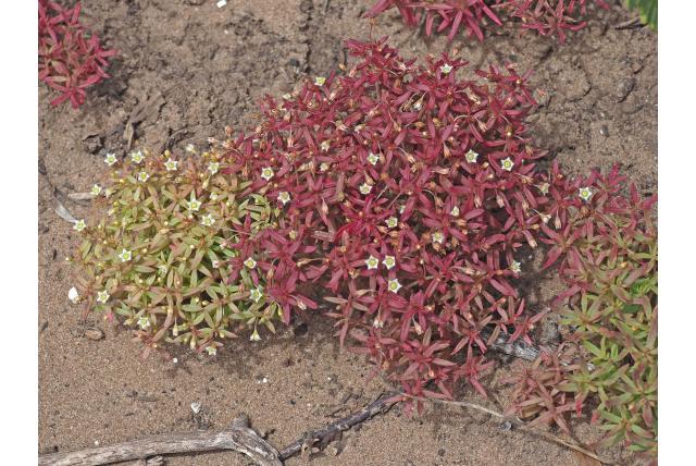 Uitbreidende crassula