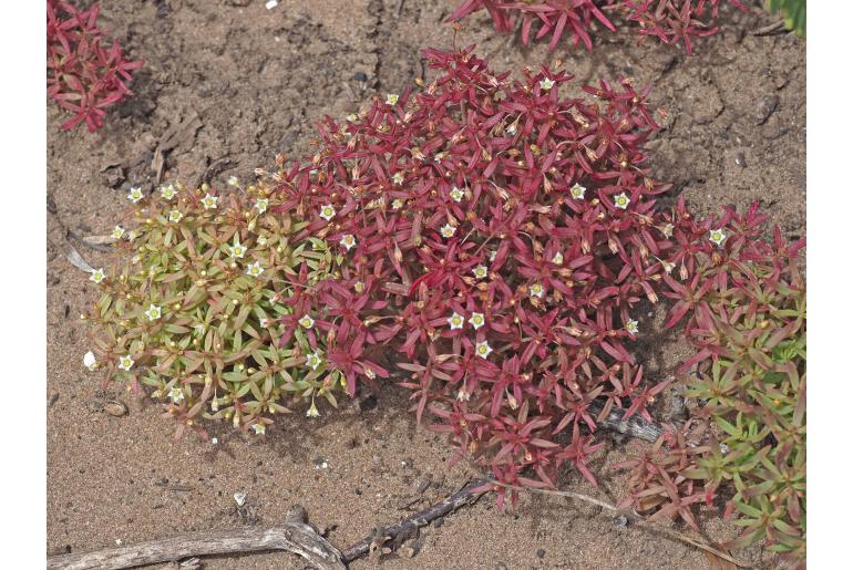 Crassula expansa ssp expansa 5882