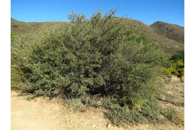 Harige diospyros