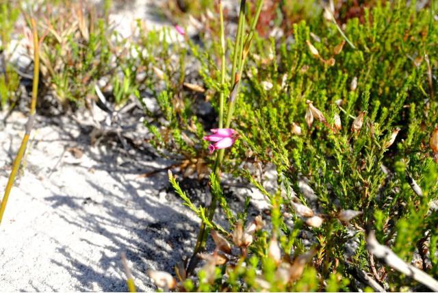 Heide met krullend blad