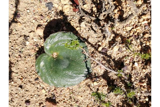 Hartvormige eriospermum