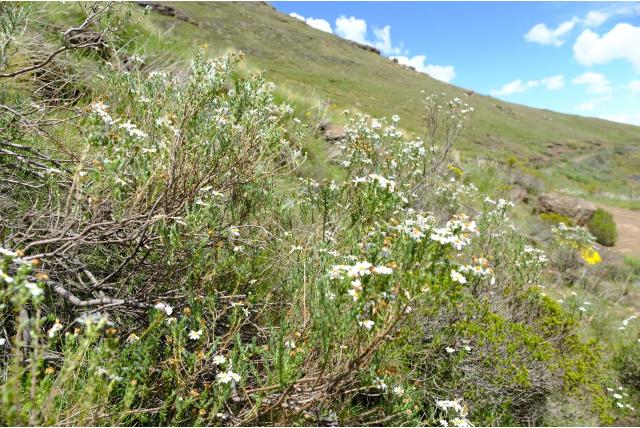 Zijdezachte eulychnia Zijdezachte eulychnia