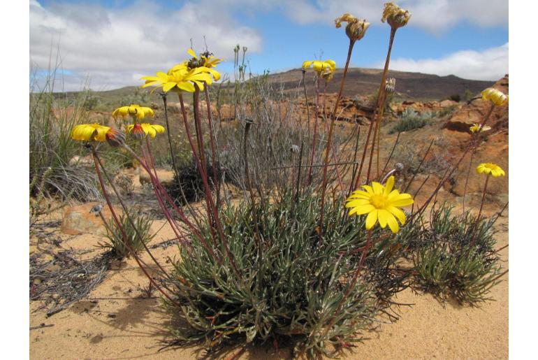 Euryops othonnoides 5891