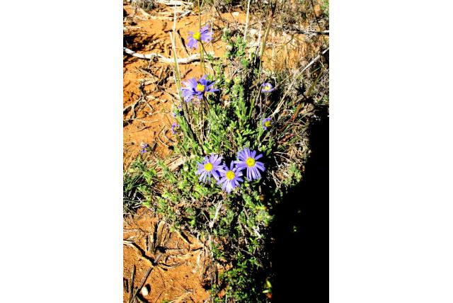 Ovale felicia Ovale felicia