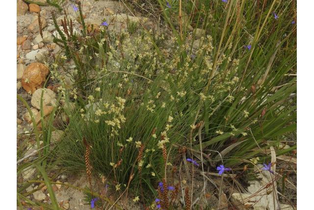 Draadvormige ficinia Draadvormige ficinia