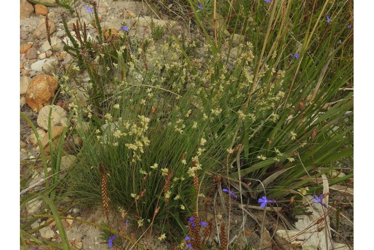 Ficinia filiformis 5895